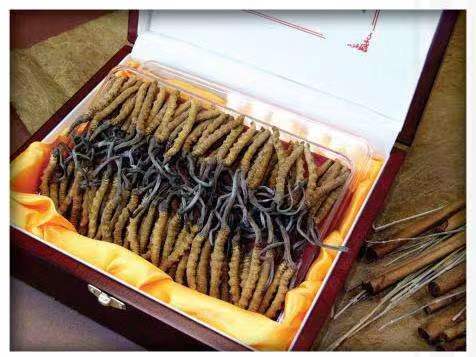 神农架冬虫夏草回收